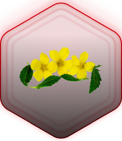 Damiana Herb